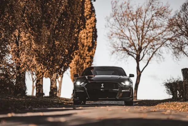 Casino Lion Wins App Android/iOS